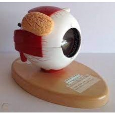 Eye Model
